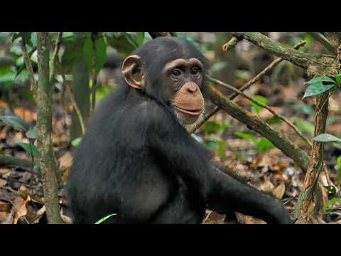 Grandir - Bande annonce 1 - VO - (2016)