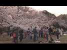 Japanese people defy coronavirus to admire the cherry blossoms