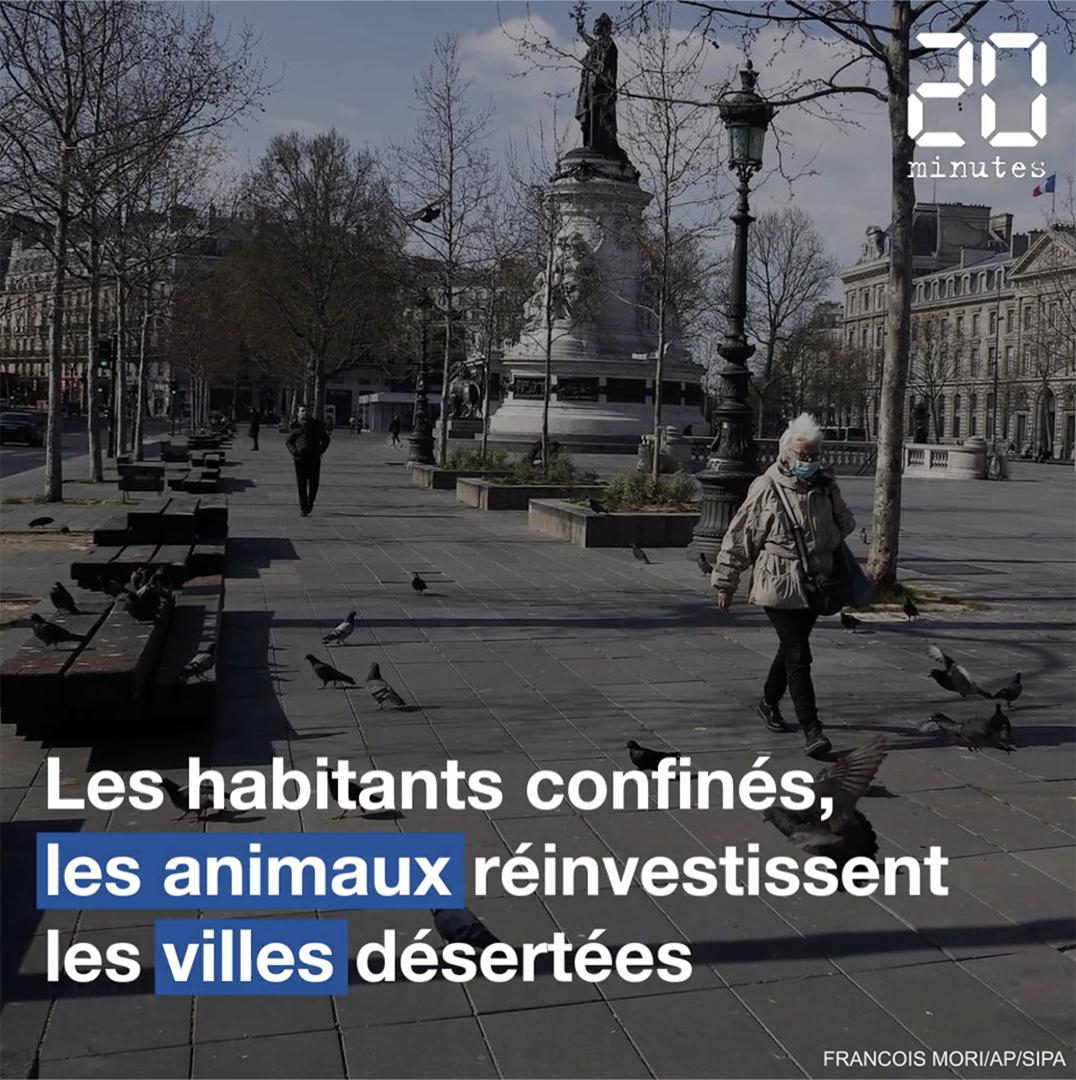 VIDEO. Coronavirus : Paris, Londres, Madrid et Bruxelles, les animaux réinvestissent les villes désertées par les humains