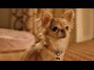 Le Chihuahua de Beverly Hills 3 : Viva La Fiesta ! - Bande annonce 1 - VO - (2012)