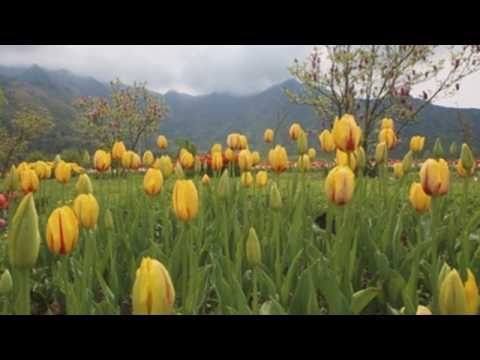 Coronavirus trips tulip romance in Indian Kashmir