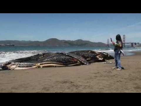 Dead Humpback whale washes up at San Francisco's Baker Beach