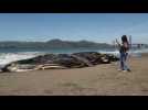 Dead Humpback whale washes up at San Francisco's Baker Beach