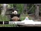Panda Jiao Qing eats birthday cake at Berlin zoo