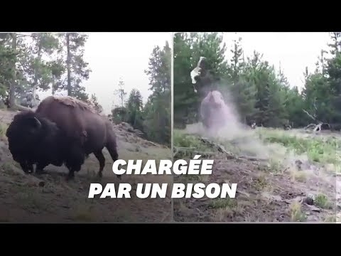 Un bison attaque une petite fille au parc de Yellowstone (Huffington Post)