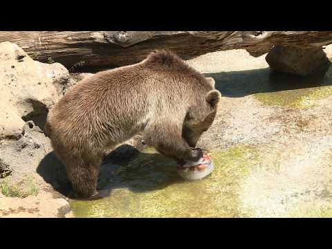 Animals cool off with ice lollies at Rome Zoo