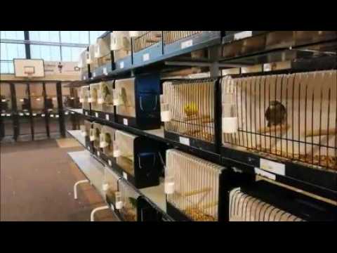 Dans les coulisses du jury de l'exposition d'oiseaux de Hayange
