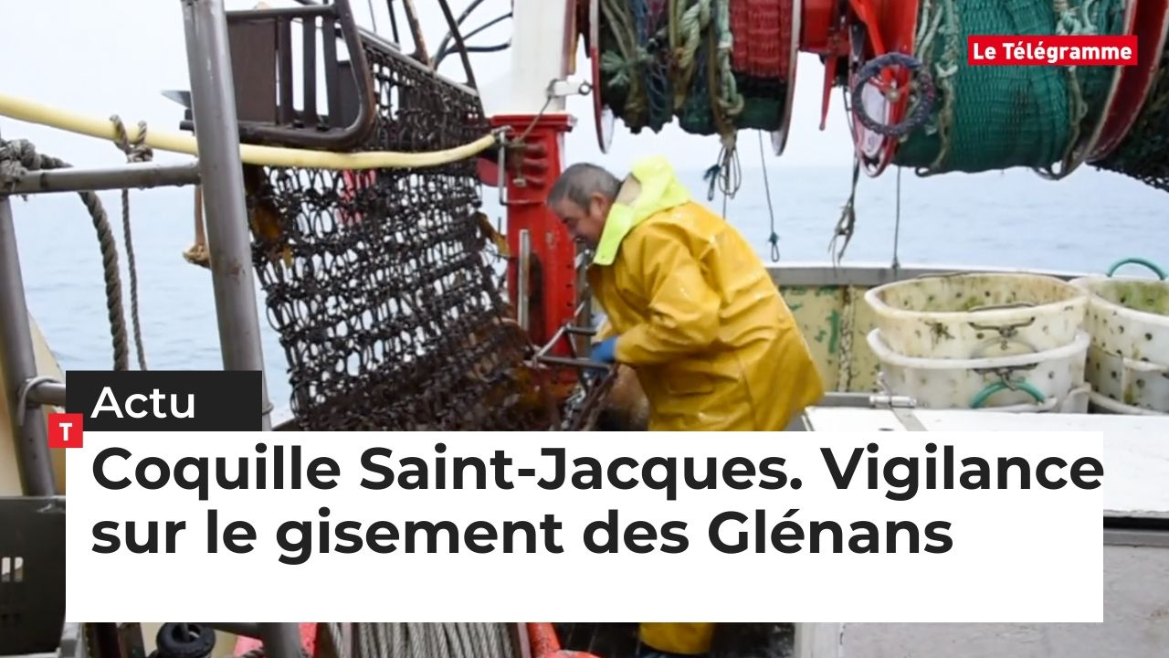 Coquilles Saint-Jacques. Avant la pêche aux Glénans, des prélèvements dans le gisement (Le Télégramme)