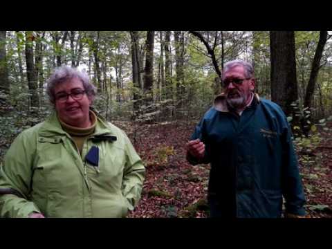 Cueillette des champignons : quelques précautions à prendre