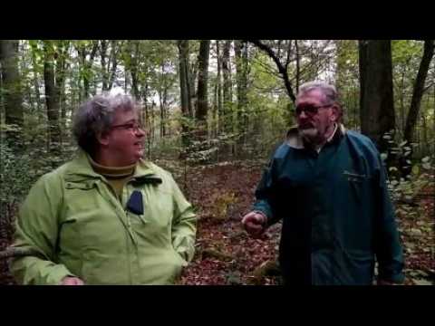 Cueillette des champignons : quelles précautions prendre ?