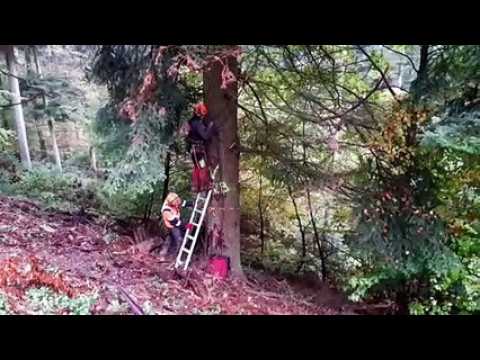Le beau et grand sapin de Neuf-Brisach