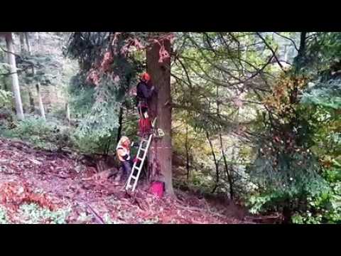 Découpe du sapin de Neuf-Brisach