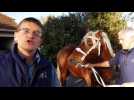 Vercel. Historique du cheval de trait comtois