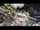 Un crapaud accoucheur perturbe le chantier de Nancy Thermal