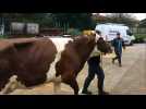 Les montbéliardes arrivent à Micropolis pour Vache de Salon