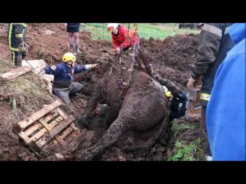 Saint-Dié : le sauvetage du cheval pris dans la boue