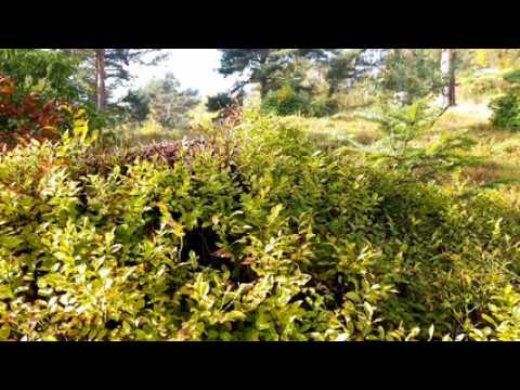 Claudie Hunzinger parle de la forêt qui meurt