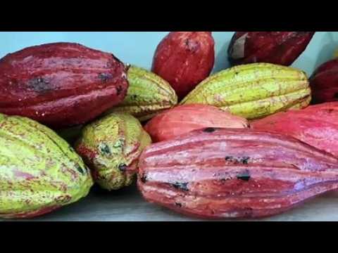 Choco Story, le musée du chocolat de Colmar ouvre ce vendredi