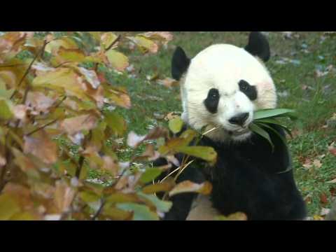 Celebrity giant panda Bei Bei Bei leaves the DC zoo for China