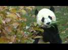 Celebrity giant panda Bei Bei Bei leaves the DC zoo for China