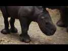 Baby white rhino makes debut at a Belgian zoo
