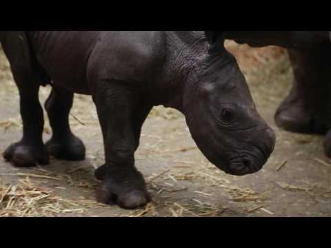Baby white rhino makes debut at a Belgian zoo