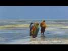 Zanzibar kelp farmers: feminism, innovation on the banks of the Indian Ocean