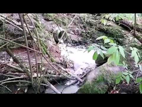 Dabo : les effluents de fosses septiques de La Hoube coulent en forêt
