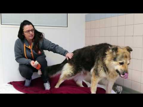 Traînée derrière une voiture, Cheyenne est remise de ses blessures