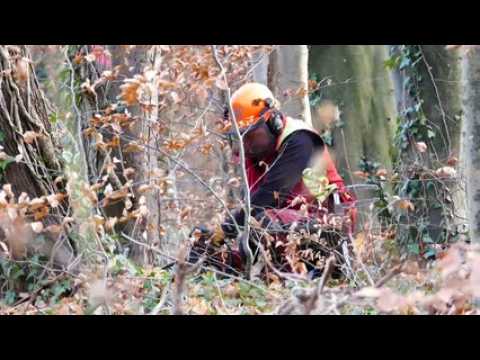 Forêt : des coupes sans précédent au Tannenwald
