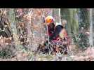 Forêt : des coupes sans précédent au Tannenwald