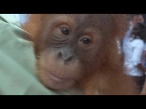 Baby orangutan found in suitcase returns home to Sumatra