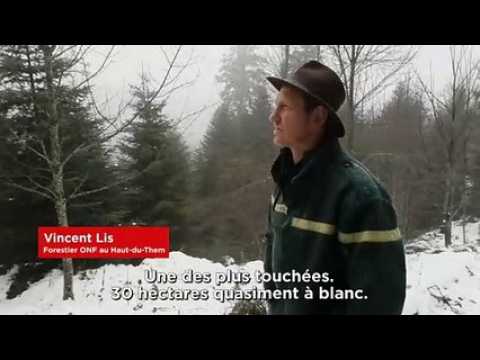Vincent Lis, forestier de l'ONF : "Le pari est gagné, la forêt s'est refaite"
