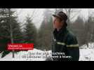 Vincent Lis, forestier de l'ONF : "Le pari est gagné, la forêt s'est refaite"