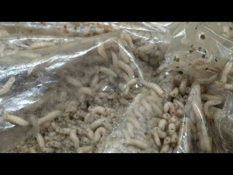 Maggots infest canteen as HK campus stalemate persists