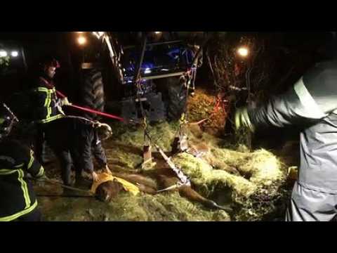 VIDEO. LEs pompiers sauvent un cheval embourbé depuis plusieurs heures