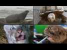 AFPTV looks back at the top animal stories of 2019
