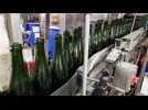 DNA - Préparation et stockage des bouteilles de crémant  pour maturation chez Arthur Metz (Marlenheim)