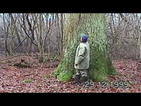 DNA - Images d'archives : Constat des séquelles de la tempête du 26 déc 1999 à Brumath (Forêt)