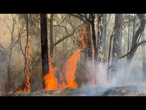 Australian firefighters tackle bushfire