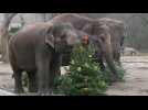 Christmas tree feast for animals at Berlin Zoo