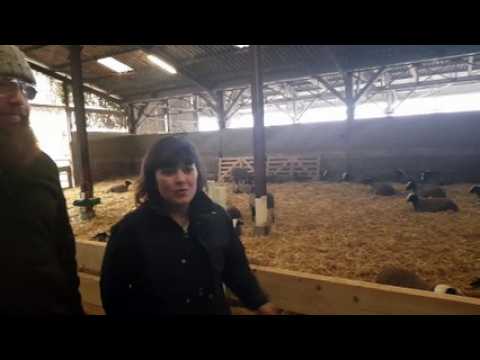 Pelousey (25) : deux jeunes s'installent avec des brebis en agriculture bio