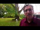 Le sophora, un arbre venu d'Asie - Label : Le Républicain Lorrain - Category : News
