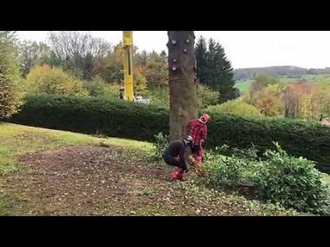 Le sapin de la place Stanislas a été coupé ce mercredi matin à Ban-de-Sapt, dans les Vosges
