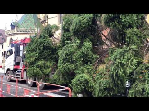 Thann : le sapin de Noël installé au pied de la collégiale