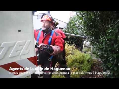 DNA - Découpe et préparation au transport du sapin de Noël de Haguenau (offert par Bernard Keller de Weitbruch)