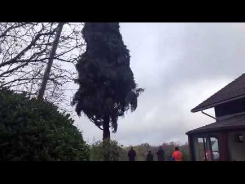 Le sapin qui va rejoindre la place Stanislas à Nancy coupé à Ban-de-Sapt