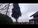 Le sapin qui va rejoindre la place Stanislas à Nancy coupé à Ban-de-Sapt