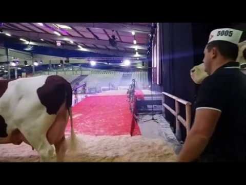 Besançon (25) : la première partie du Grand National de la montbéliarde est lancée à Vache de Salon