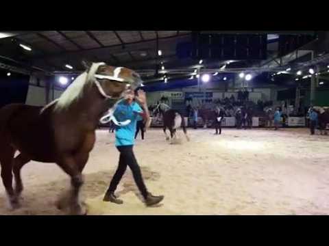 Besançon (25) : présentation des chevaux de trait comtois